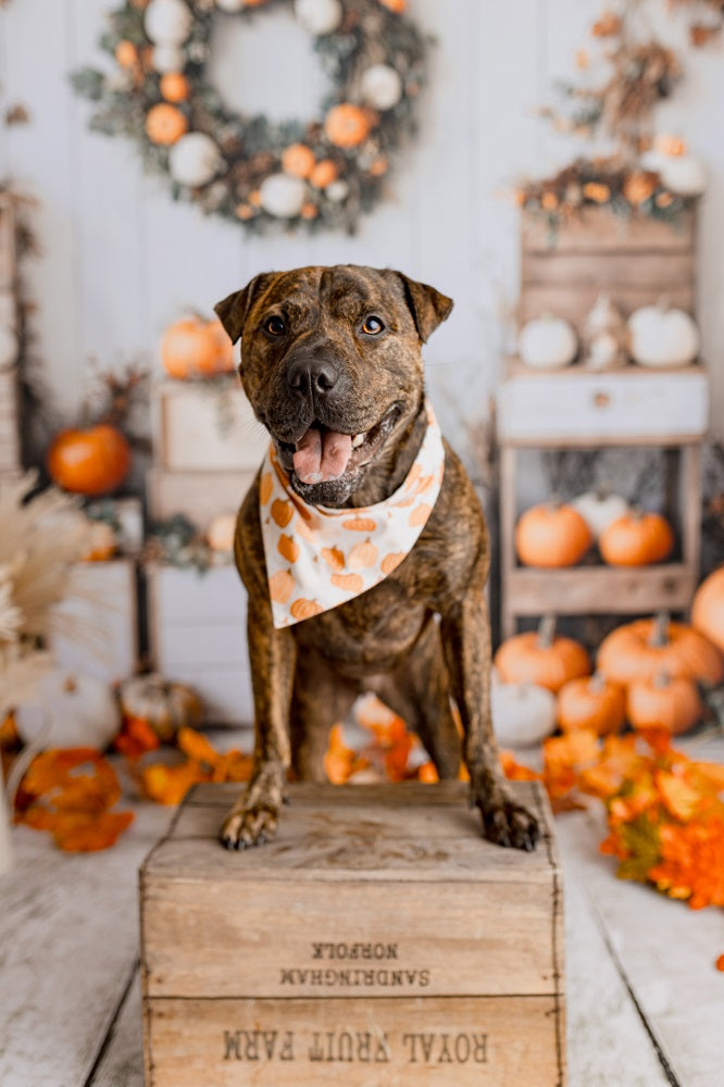 Kate Autumn Pumpkins Wreath White Wall Backdrop Designed by Emetselch -UK