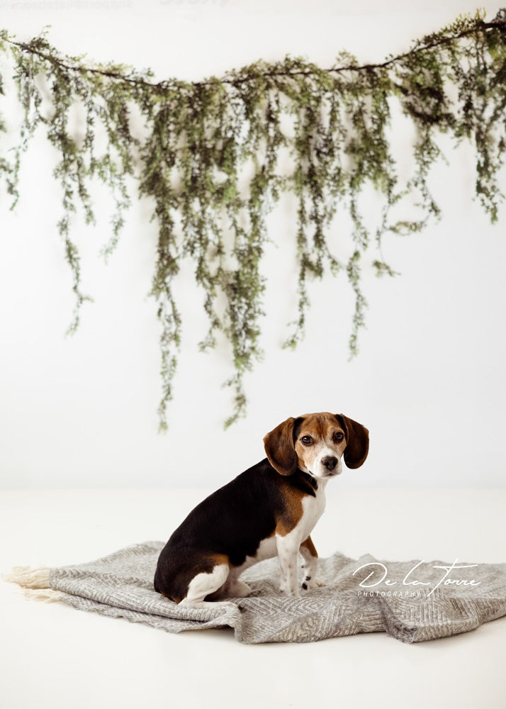 Kate Spring Vine White Wall Backdrop Designed by Mandy Ringe Photography -UK