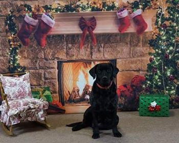 Kate Christmas Red Socks with Fireplace Backdrop for Photography -UK