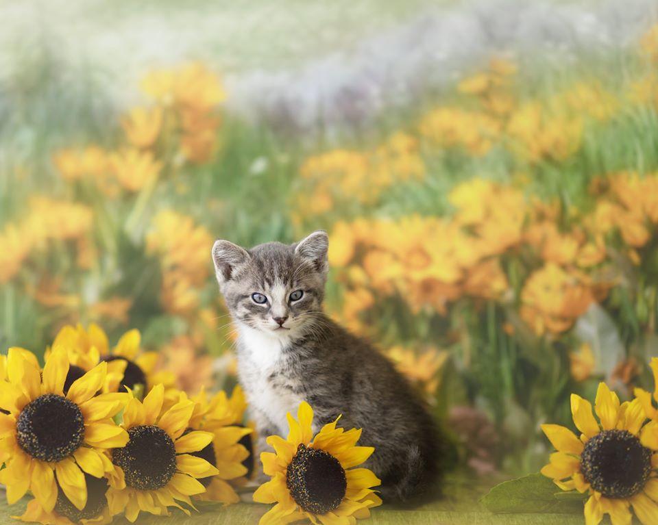 Kate Mountain Meadow Sunflower Backdrop for Photography Designed by Lisa Granden -UK