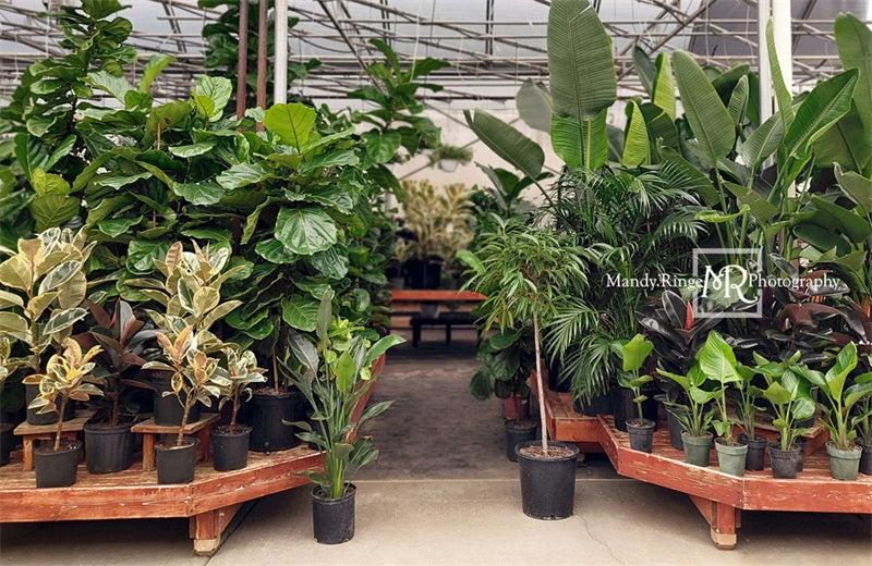 Kate Spring Tropical Greenhouse Interior Backdrop Designed by Mandy Ringe Photography -UK