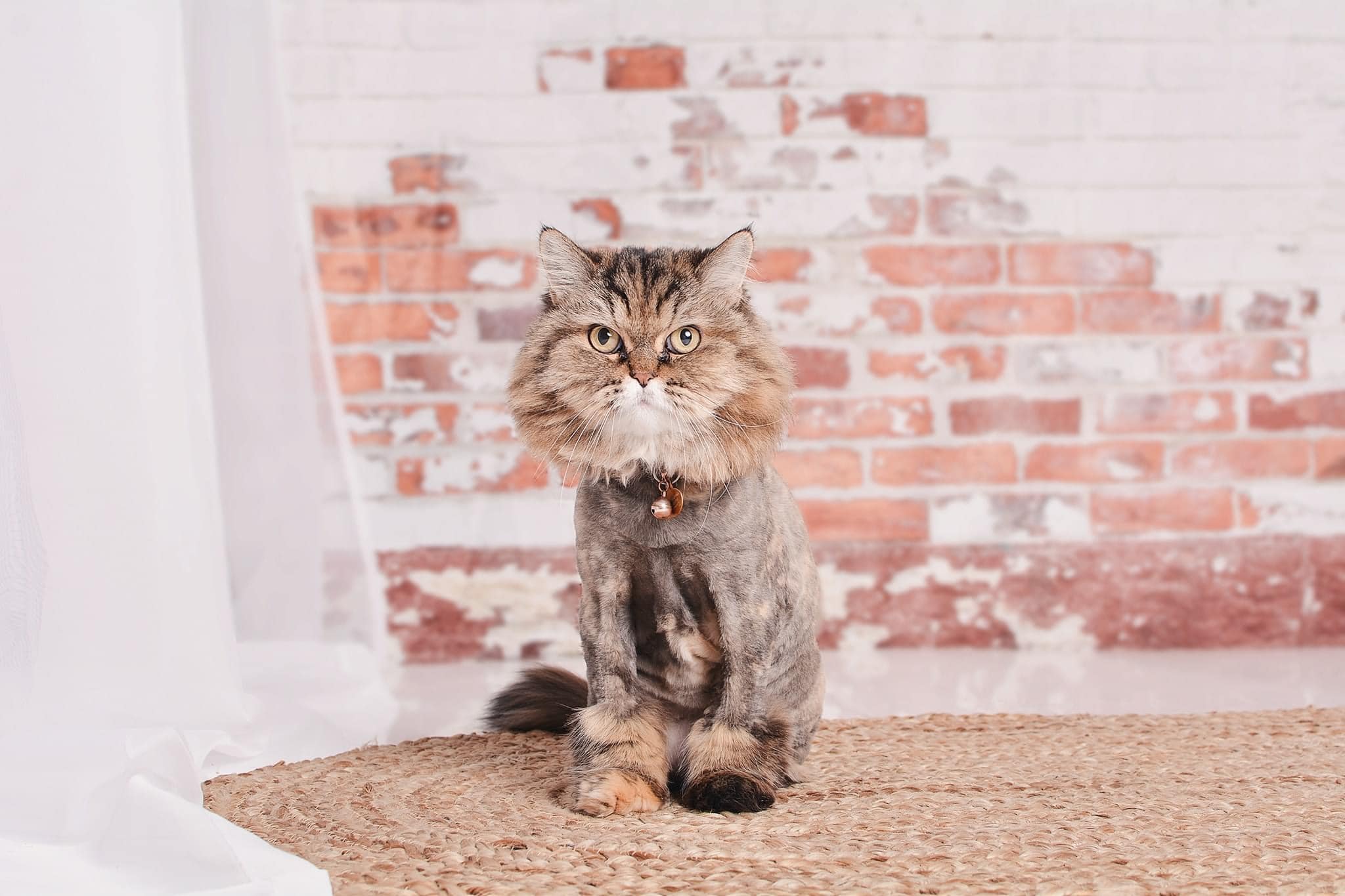 Kate Shabby White and Red Brick Backdrop Designed By Mandy Ringe Photography -UK