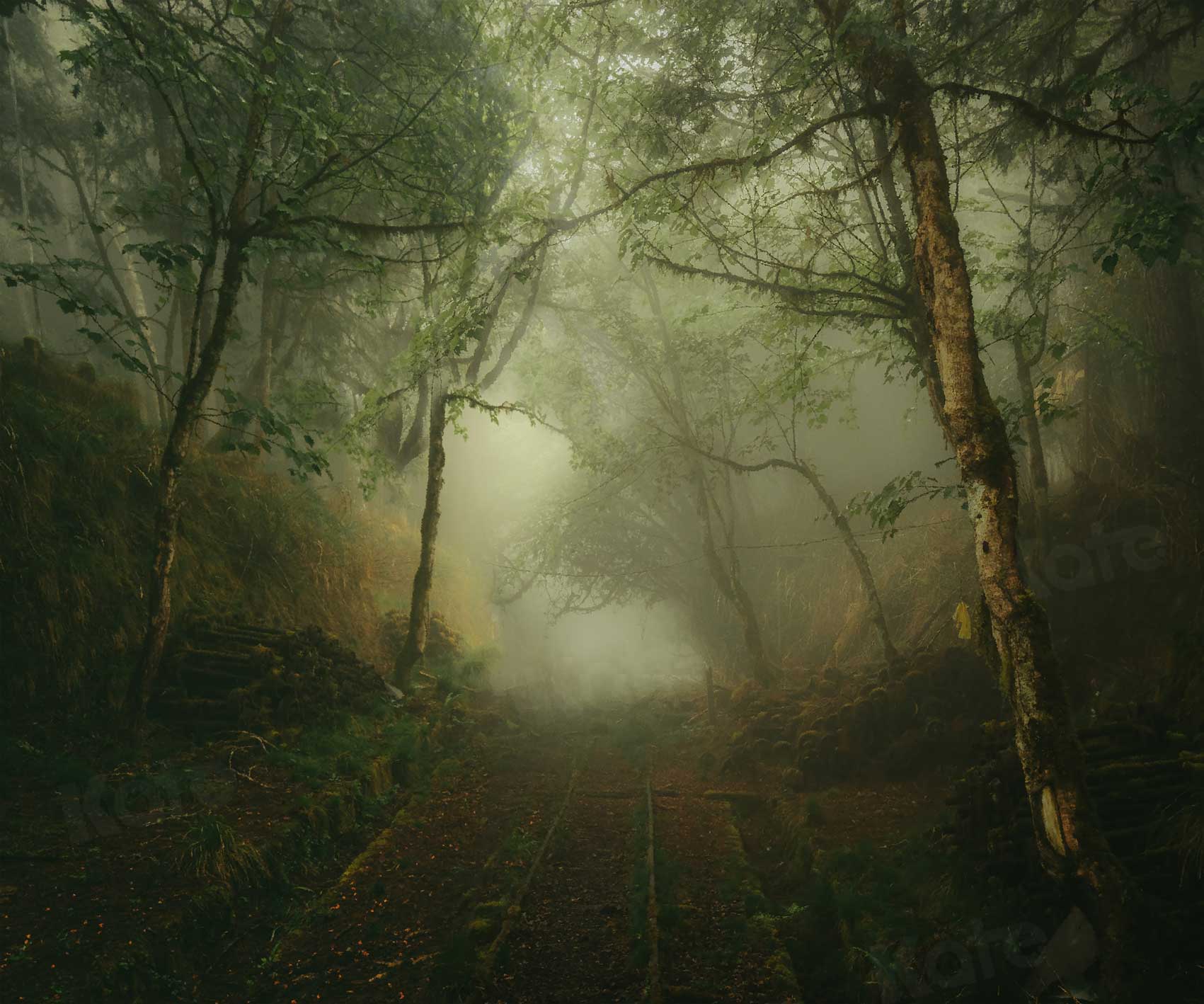 Kate Foggy Forest Summer Backdrop for Photography -UK