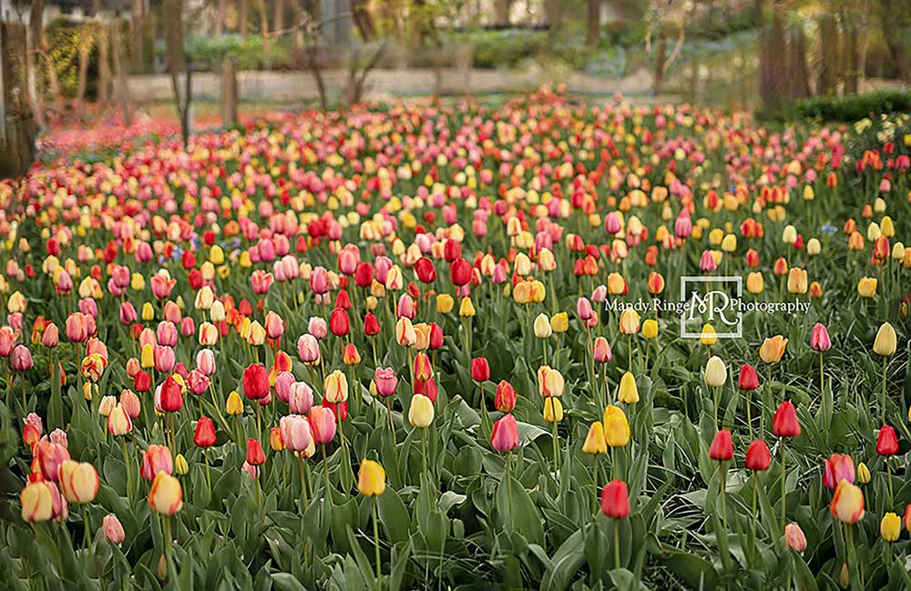 Kate Tulip Field Garden Backdrop Designed by Mandy Ringe Photography -UK