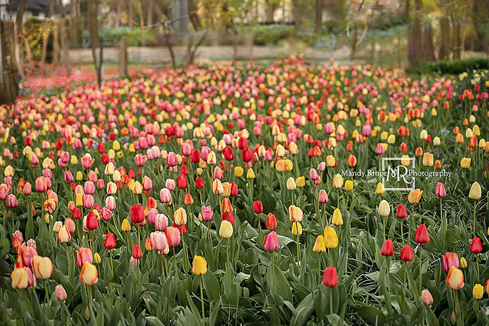 Kate Tulip Field Garden Backdrop Designed by Mandy Ringe Photography -UK