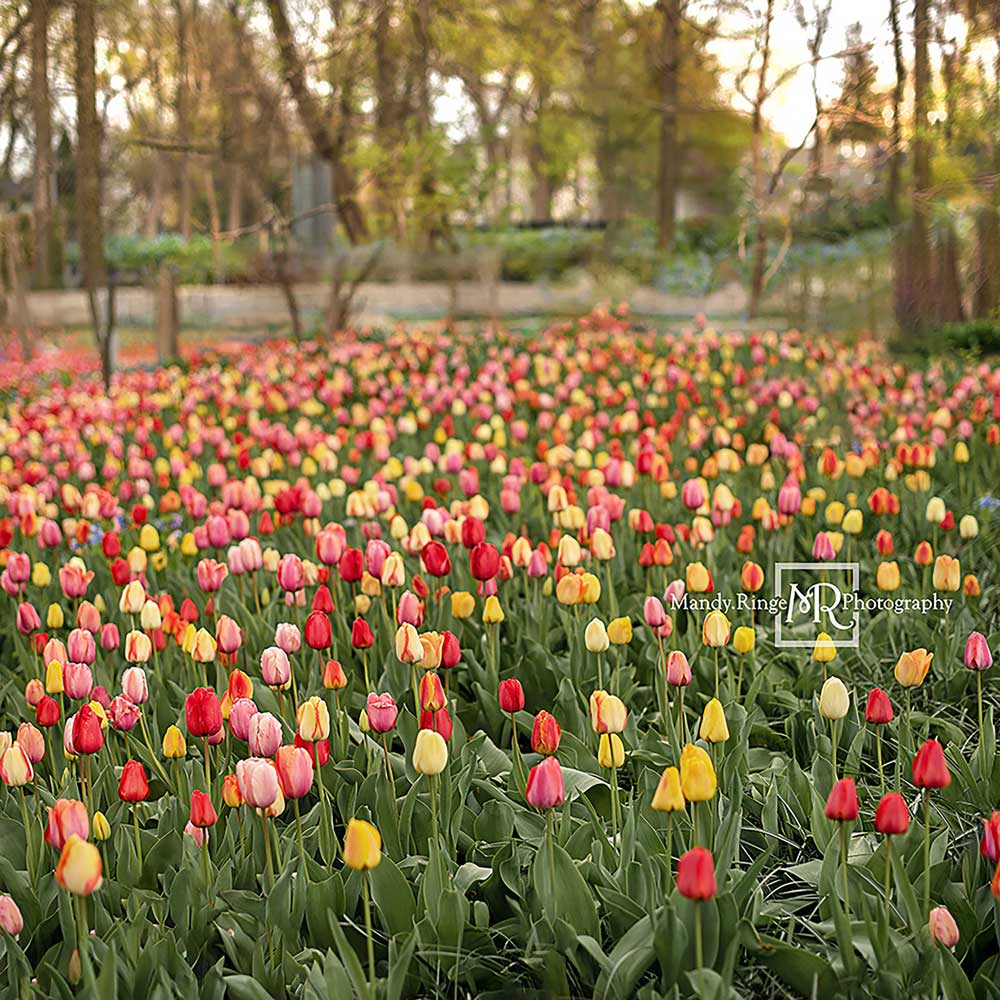 Kate Tulip Field Garden Backdrop Designed by Mandy Ringe Photography -UK