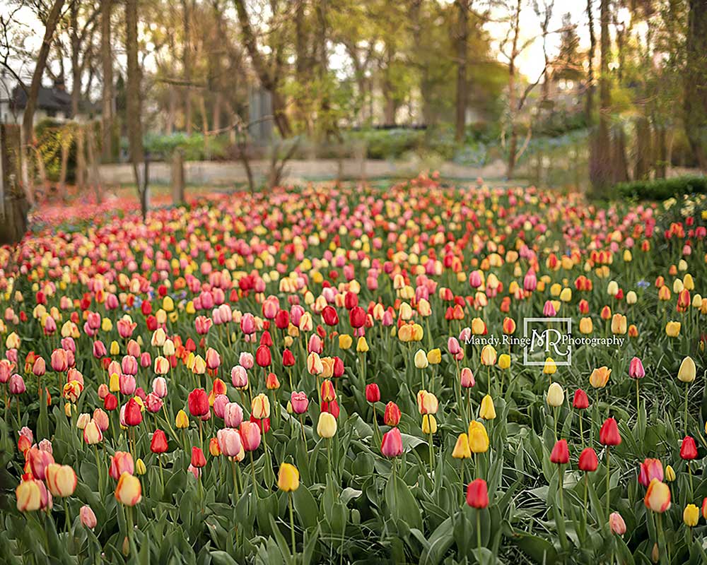 Kate Tulip Field Garden Backdrop Designed by Mandy Ringe Photography -UK