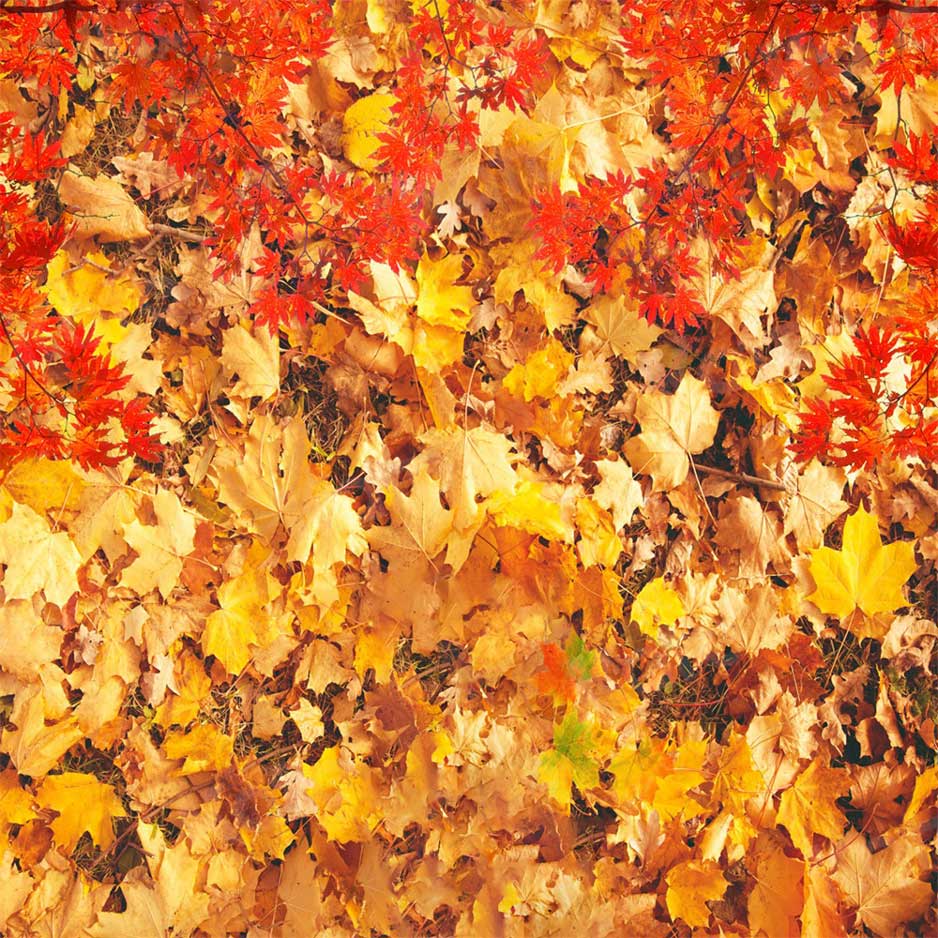 Kate Autumn Falling Maple Leaves Backdrop for photogrpahy -UK