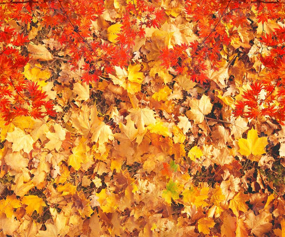 Kate Autumn Falling Maple Leaves Backdrop for photogrpahy -UK